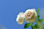 1703497130298.png