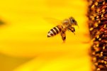 bee-insect-sunflower-yellow-summer-close-up-flower-blossom-bloom.jpg
