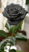 IMG_0344.jpeg