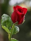 FB_IMG_1707255043338.jpg