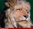 Lion--28917.jpg