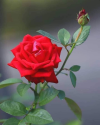 1709412276777.png 1709412276777.png