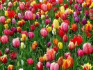 tulips-flowers-flower-abundance-bed-colorful-color-cheerful-all-happy.jpg