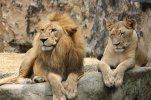 lion-lioness-pair-animal-world-big-cat-lion-s-mane-together.jpg