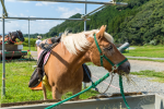 pngtree-horse-feeding-with-hay-equine-hungry-dry-photo-picture-image_8032224.png