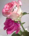 IMG_20240515_074549.jpg