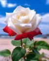 FB_IMG_1715722532898.jpg