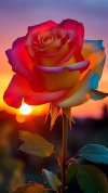 FB_IMG_1716347221519.jpg