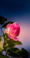 e99b694e06a49566ce5df66ebb05af21.jpg