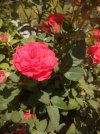 FB_IMG_1717234307322.jpg