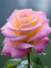 FB_IMG_1716347235260.jpg