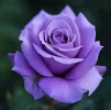 1719822328776.png