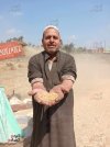 84395-فرحة-حصاد-القمح.jpg