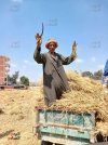 124982-اجواء-الحصاد_1.jpg