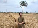65519-مزراعى-الشرقية-يفضلون-الحصاد--اليدوى (1).jpg