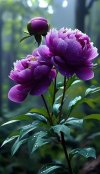 FB_IMG_1720009560895.jpg