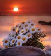 FB_IMG_1720009369453.jpg