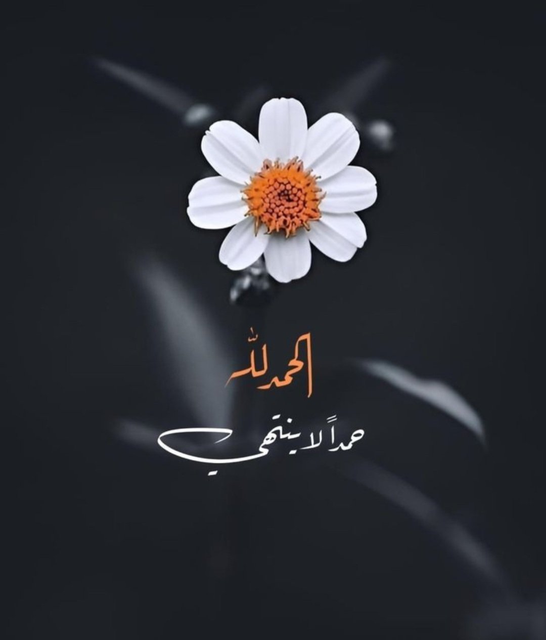 Screenshot_٢٠٢٥٠٣٢٢-٢٢١٢٢٢_Gallery.jpg