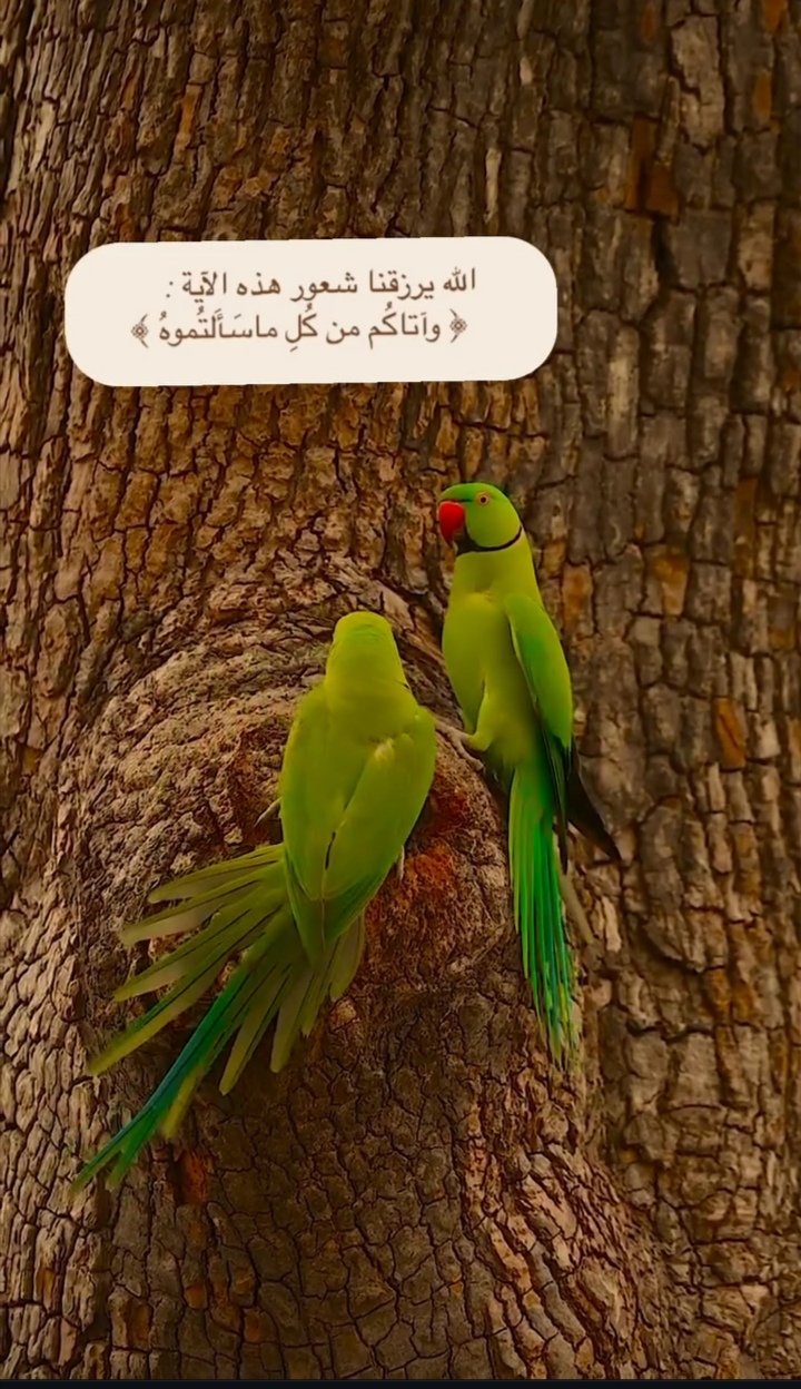Screenshot_٢٠٢٥٠٣٣١_١٣٣٥٤٨.jpg