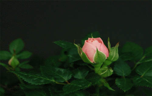 1743974327199.gif