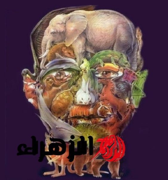 animals-face.jpg