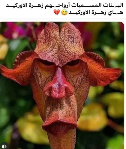 Screenshot_٢٠٢٥٠٤١٥-١٧٤٤٣١_1.jpg
