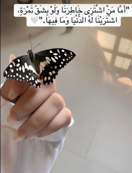 فراشة.jpg