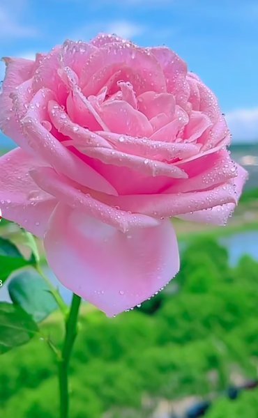 Screenshot_٢٠٢٥-٠٦-١٧-٠٨-٣٨-٥١-٤٧٦_com.zhiliaoapp.musically-edit.jpg