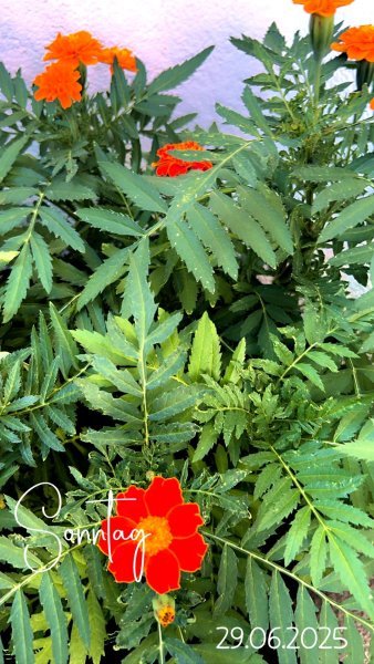 IMG_4752.jpeg