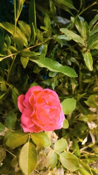 B612_20250520_222206_594.jpg
