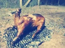 images (9).webp images (9).webp