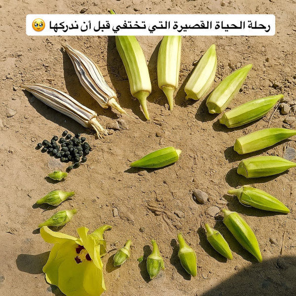 1755885046073.png