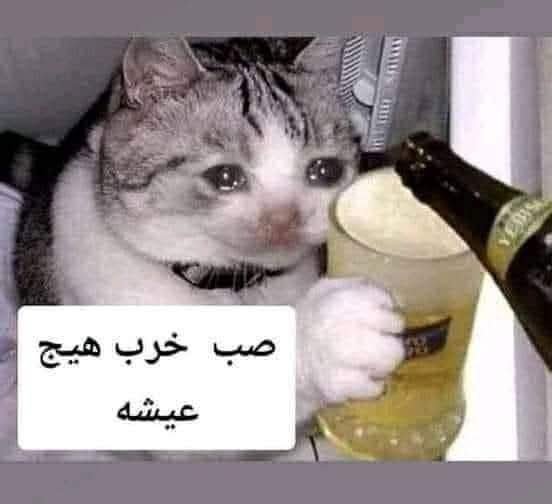 FB_IMG_1753600910678.jpg