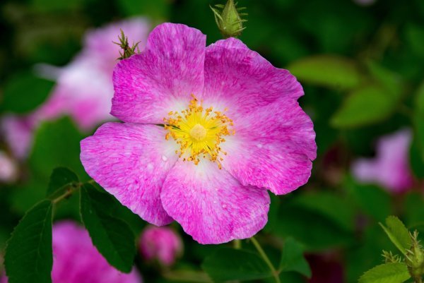 rose-2410698-scaled.jpg