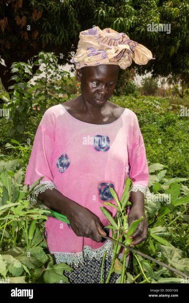 wolof-woman-cutting-okra-dialacouna-gardening-project-near-kaolack-DDD1GG.jpg
