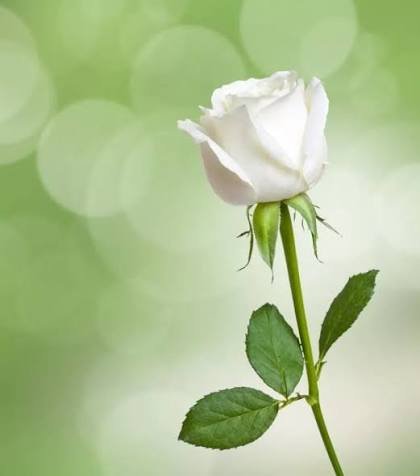 images - 2025-10-24T100841.267.jpeg