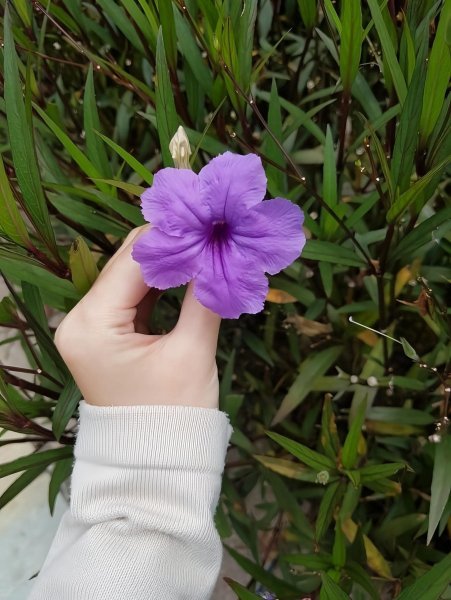 FB_IMG_1761242212013.jpg FB_IMG_1761242212013.jpg