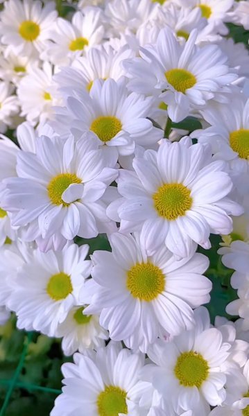 Screenshot_٢٠٢٥-٠٦-١٧-٠٨-٣٩-١٠-٣٠٥_com.zhiliaoapp.musically-edit.jpg Screenshot_٢٠٢٥-٠٦-١٧-٠٨-٣٩-١٠-٣٠٥_com.zhiliaoapp.musically-edit.jpg