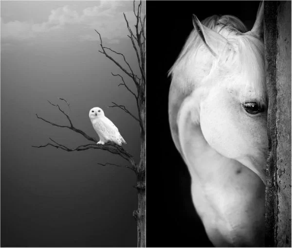 أجمل صور الحياة والطبيعة من حولك التي يمكن أن تراها بملكي الألوان الأبيض والأسود!-f459cf17-d6...webp