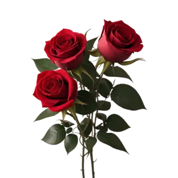 pngtree-beautiful-nature-three-blooming-red-rose-png-image_11374193.png