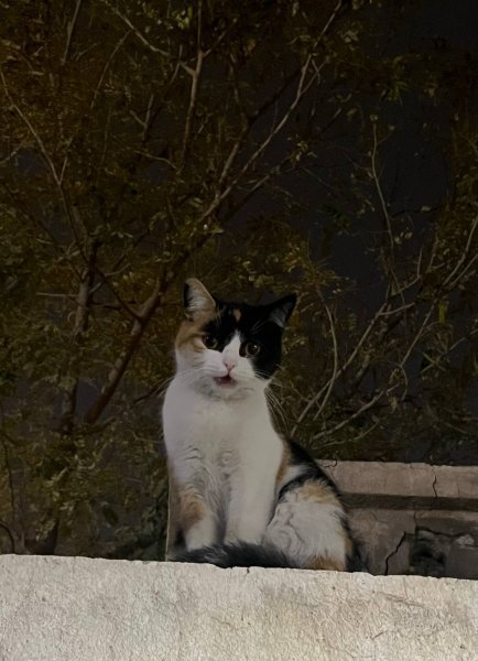 IMG_20260319_174054_585.jpg IMG_20260319_174054_585.jpg