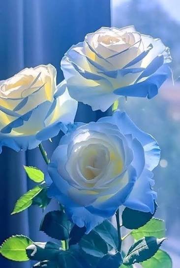 images - 2026-04-27T075856.823.jpeg