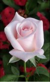 IMG_٢٠٢١٠٩١٦_١١٠٢٠٩.jpg