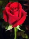 FB_IMG_1635435556509.jpg