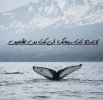 ٢٠٢١١١١١_٠٤٤٤١٧.jpg