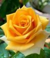 IMG_٢٠٢١١١٠٨_٠٨٥٣٣٤.jpg