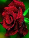 IMG_٢٠٢١١١٠٨_٠٨٤٩٠٨.jpg