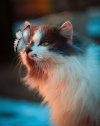777167B9-A3A7-4F5C-9E7D-C7D5275E8EAD.jpeg