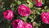 rose-جوري-سلطاني.jpg