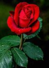FB_IMG_1637246000400.jpg